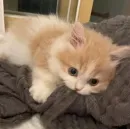 Стикер Котики