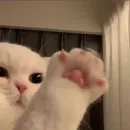 Стикер Котики