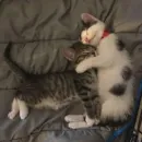 Стикер Котики