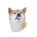 Стикер Doge