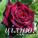 Стикер щиро кохаю!)