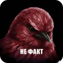Стикер Birds Memes