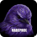 Стикер Birds Memes