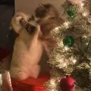 Стикер новогодние коты