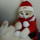 Стикер новогодние коты