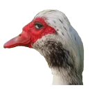Гуси