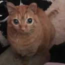 Cats memes