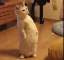 Стикер Cats memes