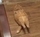 Стикер Cats memes
