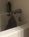 Стикер Cats memes