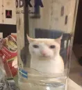 Стикер Cats memes