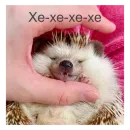 Стикер Ежики