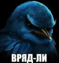 Birds Memes