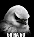 Стикер Birds Memes