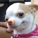 Стикер вместо тысячи слов