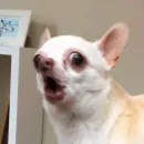 Стикер вместо тысячи слов