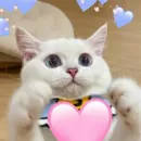 Стикер Erik show