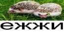 Ежжи