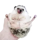 Стикер Ежжи