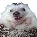 Стикер Ежжи