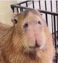 Capybara