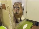 Стикер Capybara