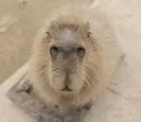 Стикер Capybara