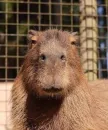 Стикер Capybara