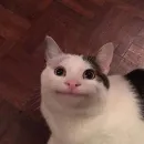 Стикер Memes