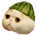 Стикер myCats