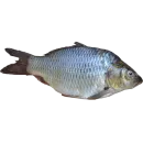 Стикер fish