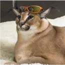 Стикер Floppa / Шлёпа