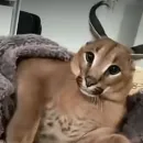 Стикер Floppa / Шлёпа