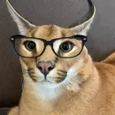 Стикер Floppa / Шлёпа