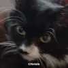 Стикер fluffy ambulance
