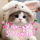 My kitties