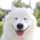 dogs
