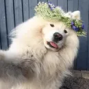 Стикер dogs