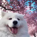 Стикер dogs