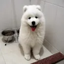 Стикер dogs