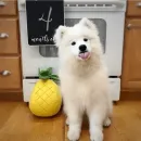 Стикер dogs