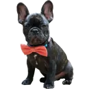 Стикер Frenchie