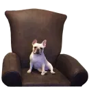 Стикер Frenchie