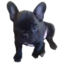 Стикер Frenchie