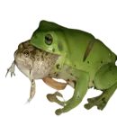 Стикер frogs