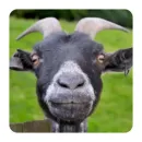 Funny Goat