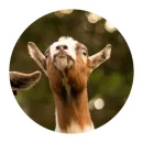 Стикер Funny Goat
