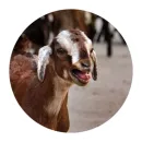 Стикер Funny Goat