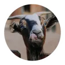 Стикер Funny Goat