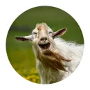 Стикер Funny Goat